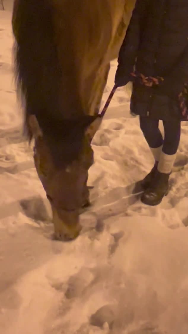 Allround hästar till salu: Hobby häst säljes. - Video 1