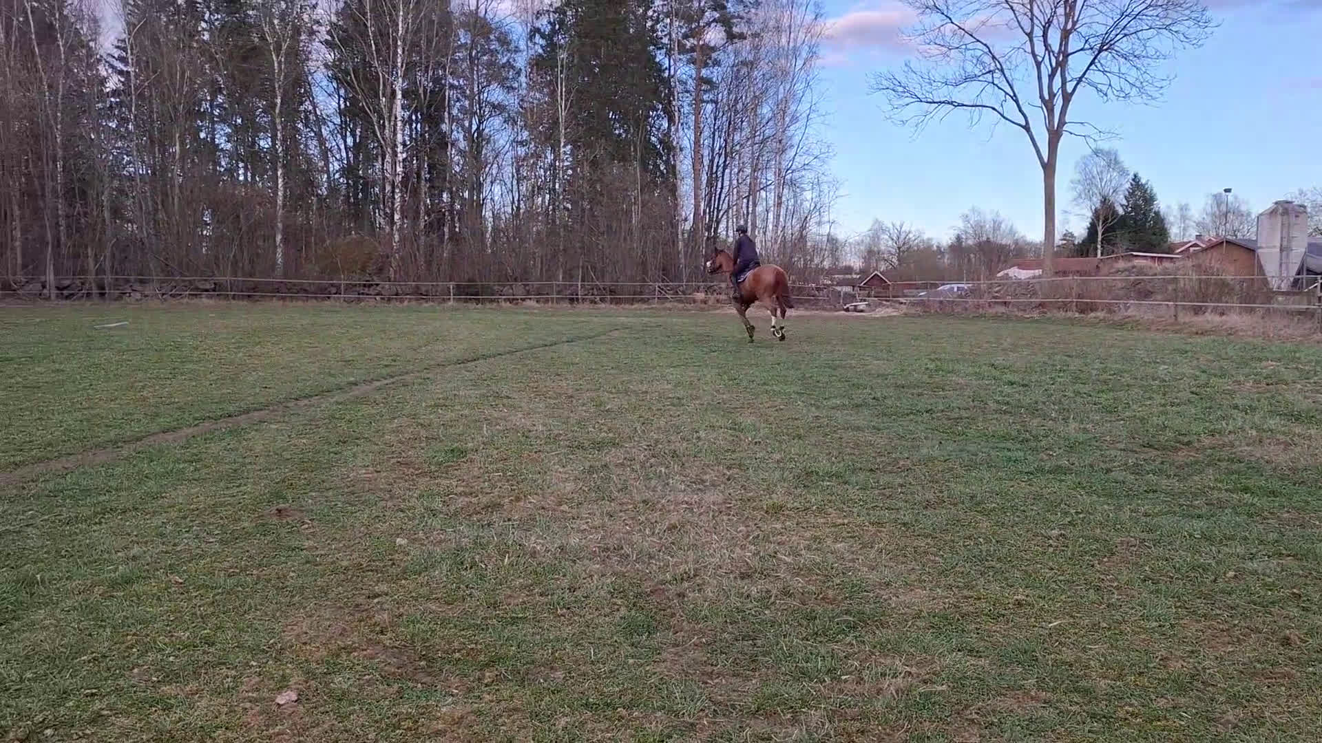 Hoppning hästar till salu: Läromästare i hoppning - Video 1