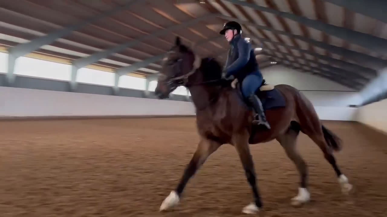 Allround hästar till salu: Supersnäll unghäst i Trelleborg - Video 2