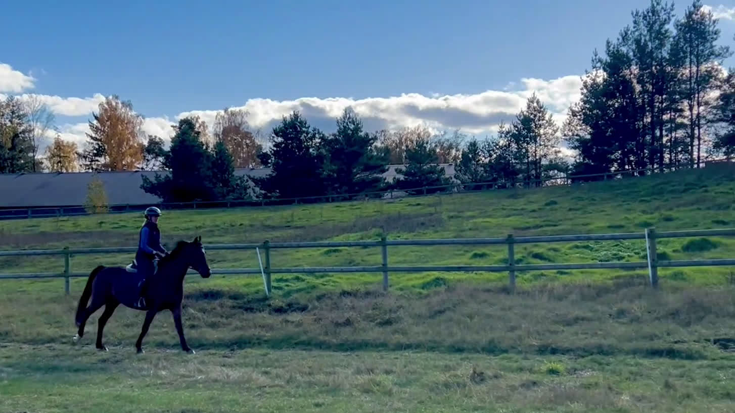 Dressyr hästar till salu: Fint sto efter Totilas Ampere i Flyinge - Video 4