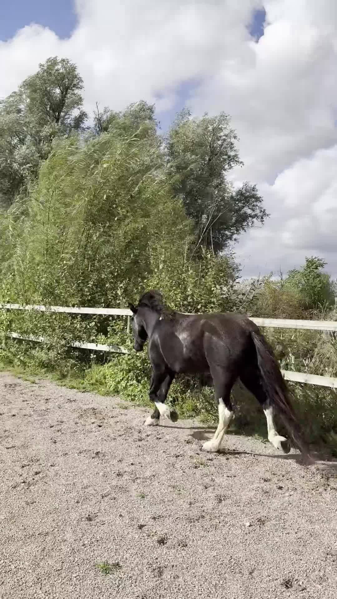 Island hästar till salu: Stort, vackert, klokt ungsto med bra stam - Video 1