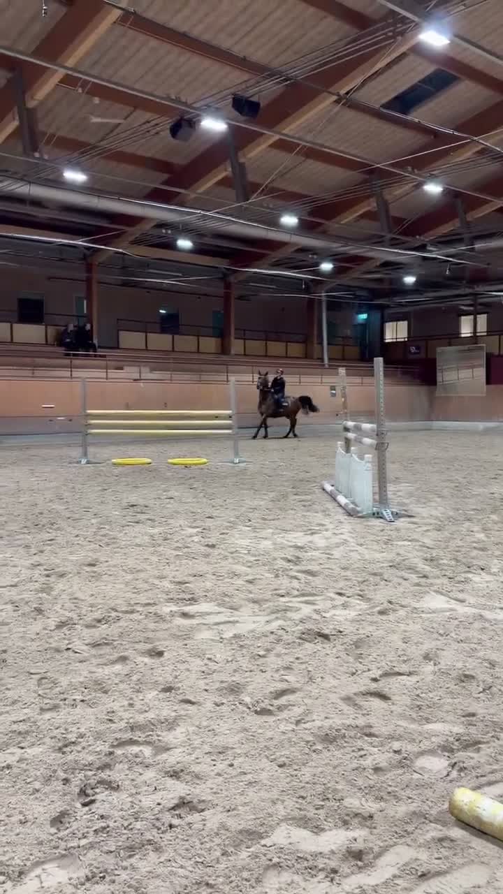 Hoppning hästar till salu: Pigg sporthäst - Video 3