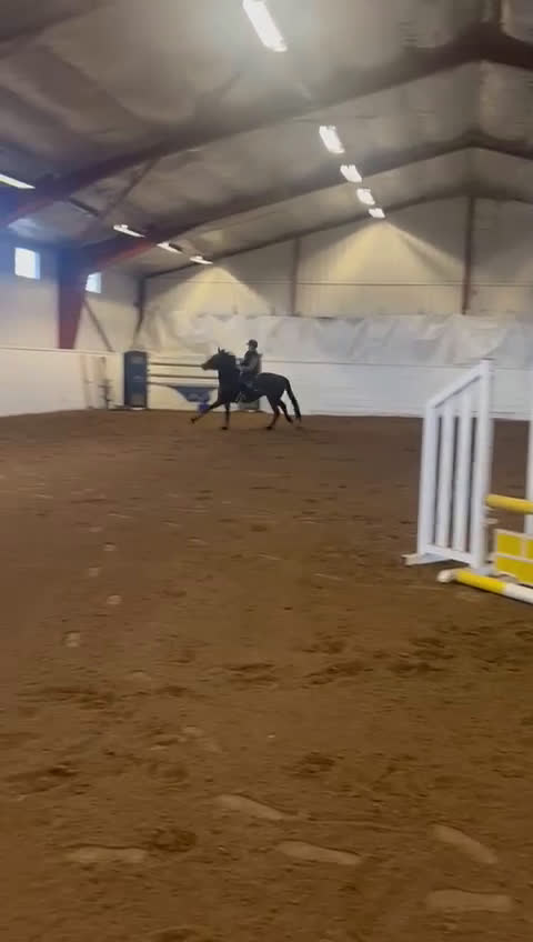 Hoppning hästar till salu: Trevlig 4åring - Video 4