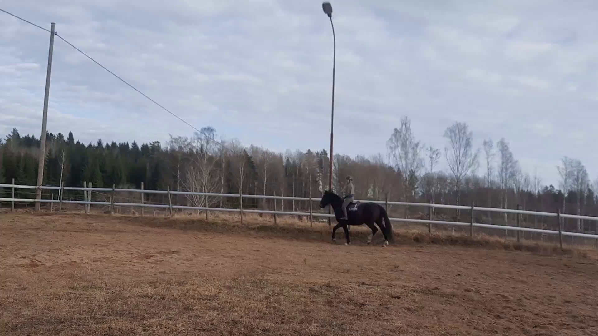 Allround hästar till salu: Secret-Sir Donerhall I-De Niro - Video 1