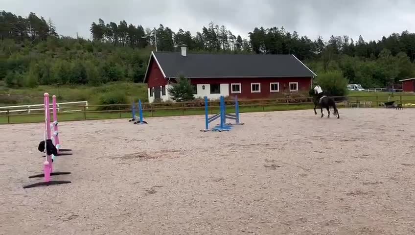 Fälttävlan hästar till salu: Fantastiskt sto säljes  - Video 1