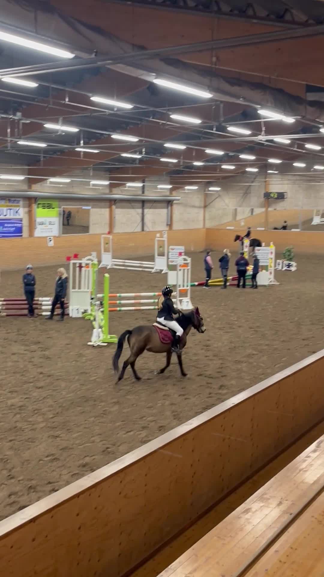Allround hästar till salu: B ponny med hjärta av guld. - Video 3