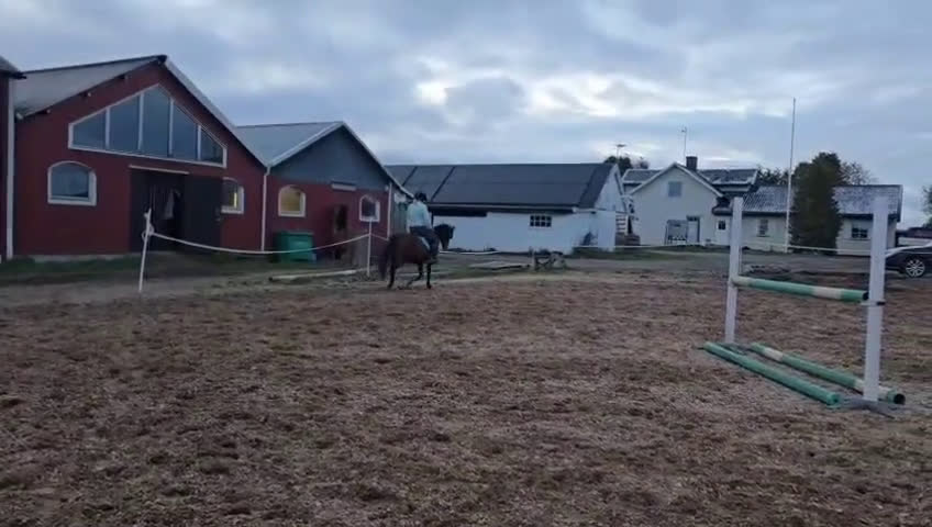 Allround hästar till salu: Fin ponny att fortsätta forma - Video 2