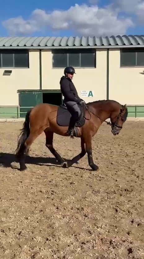 Dressyr hästar till salu: Liten fin gångarts PRE kille - Video 1