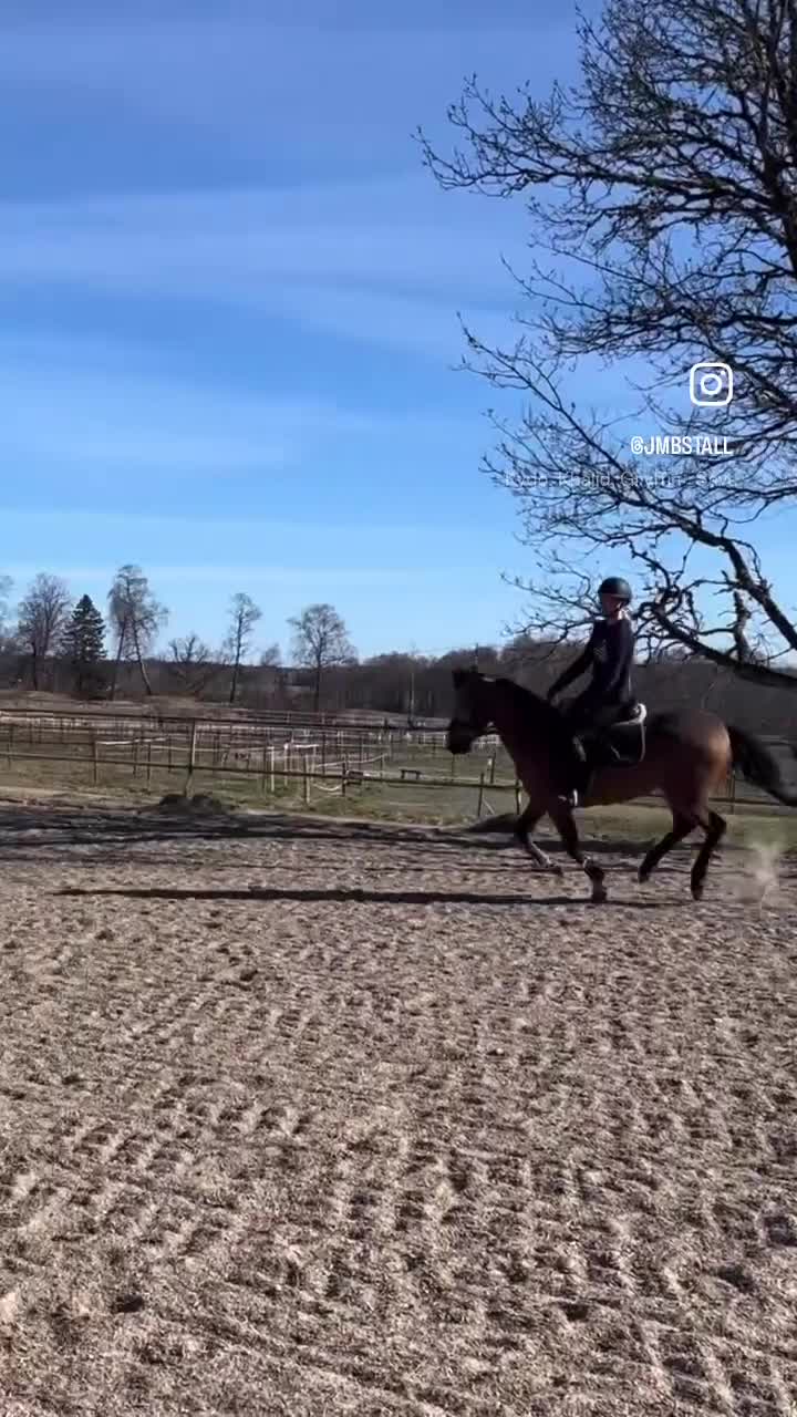 Allround hästar till salu: 5-årigt dröm sto med topp kvalitet! - Video 2