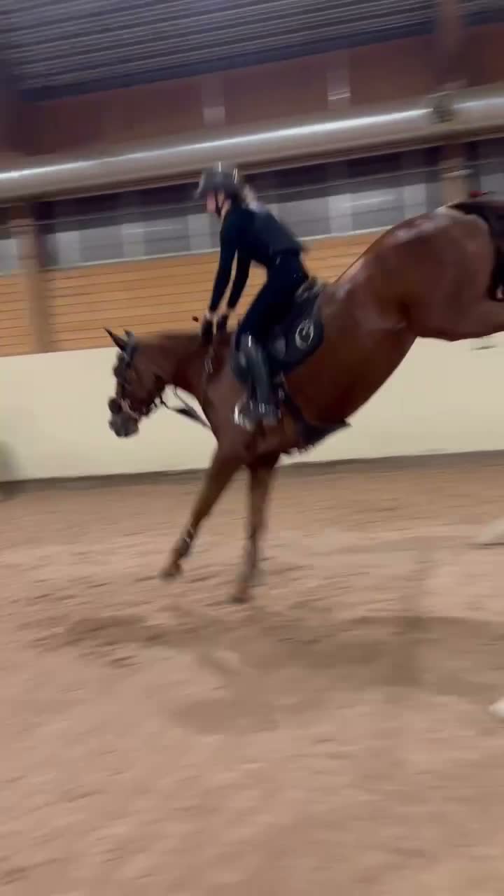 Hoppning hästar till salu: Sto med potential  - Video 1