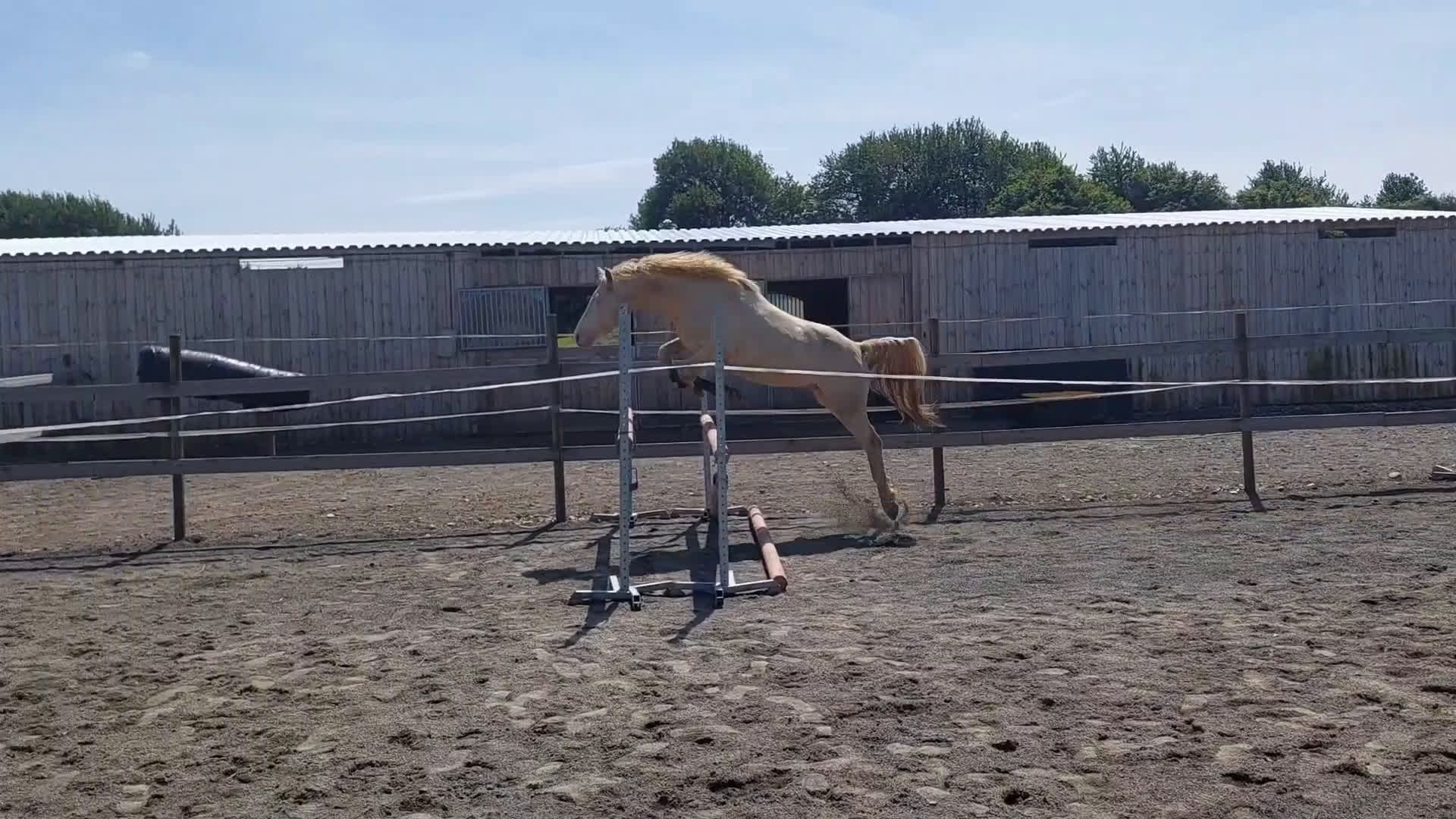 Hoppning hästar till salu: Samlings annons Stuteri CJ i Onslunda - Video 2