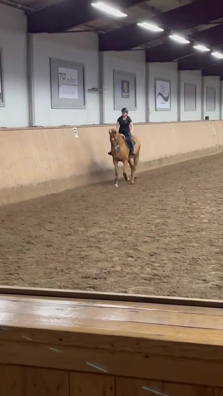 Allround hästar sökes: Mor/dotterhäst sökes  - Video 1