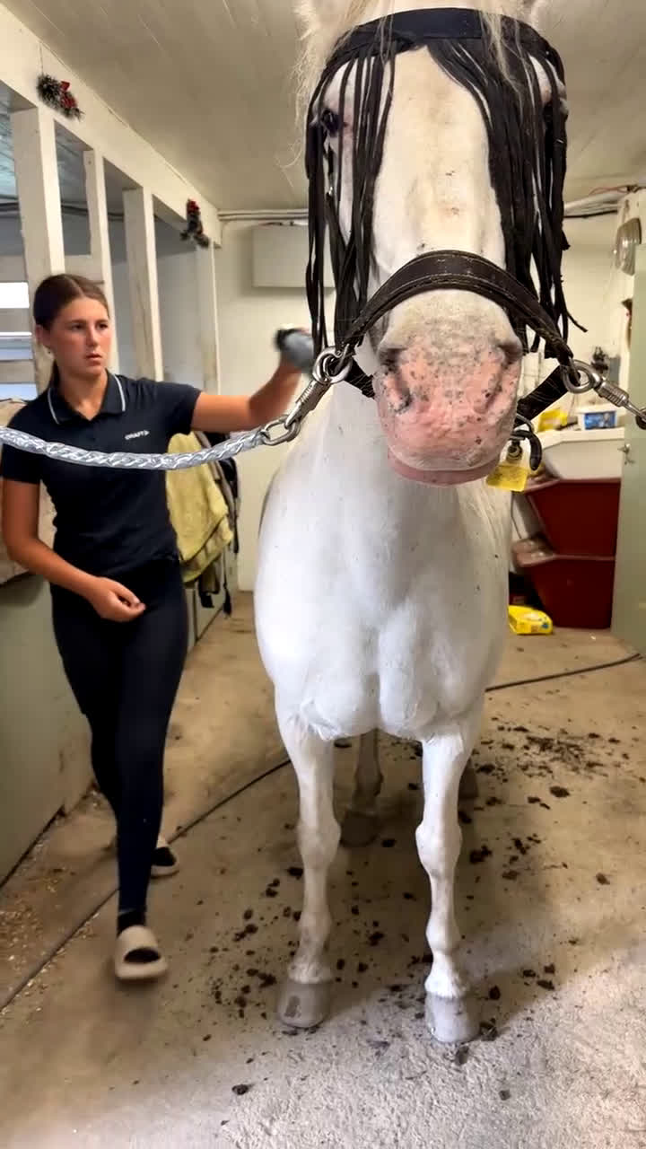 Allround hästar till salu: 🌟Söker sin nya människa🌟 i Enånger - Video 1