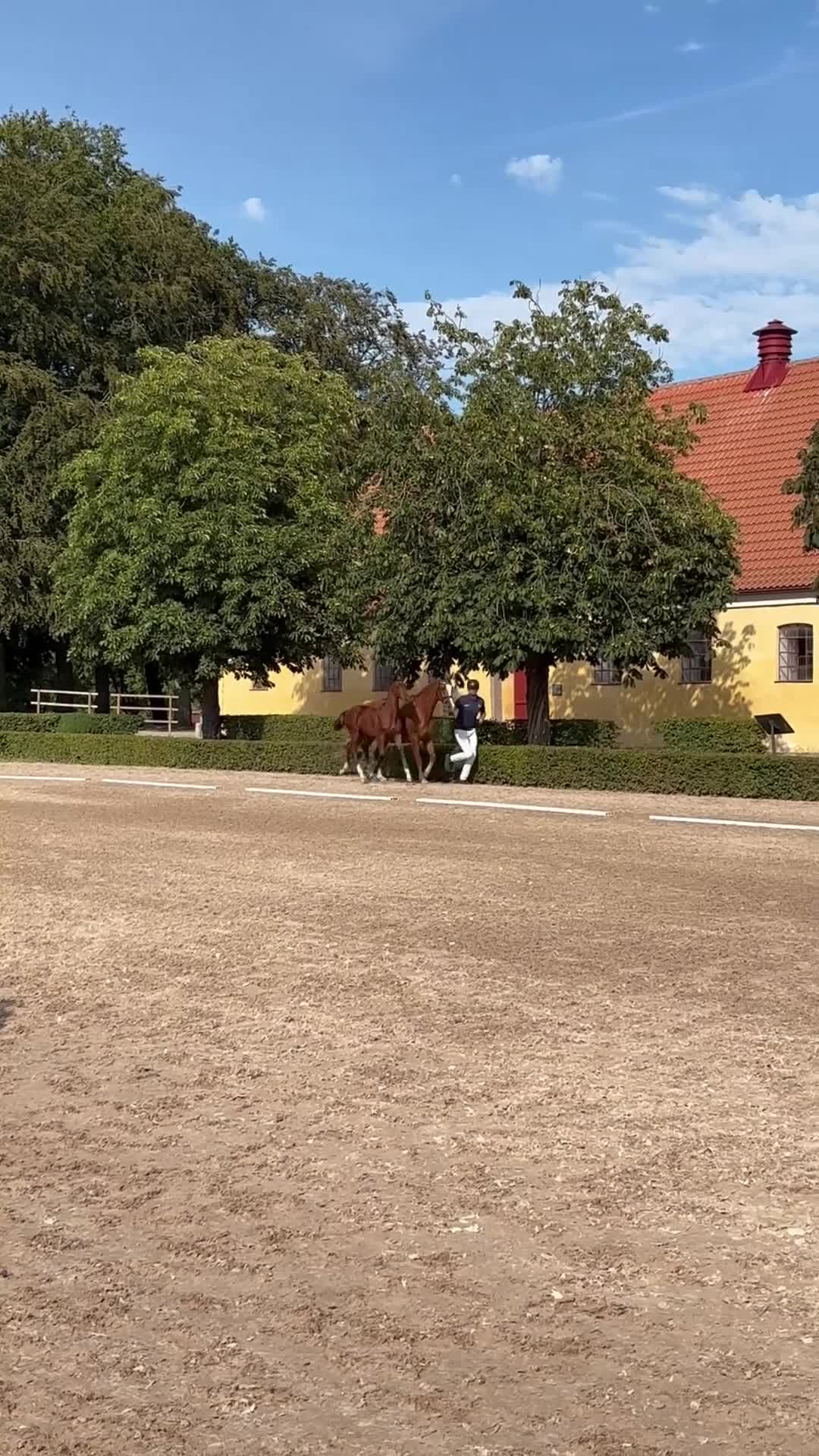 Hoppning hästar till salu: Din blivande tävlings kompis - Video 2