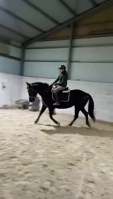 Allround hästar till salu: Vackert danskt halvblod - Video 2