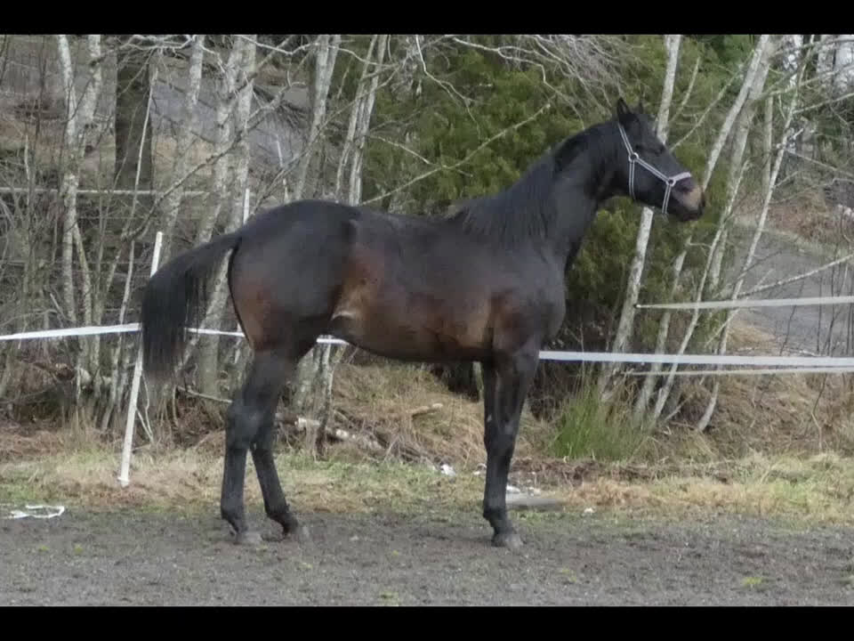 Dressyr hästar till salu: Stjärnskott efter BH Hotline! i Säffle - Video 1