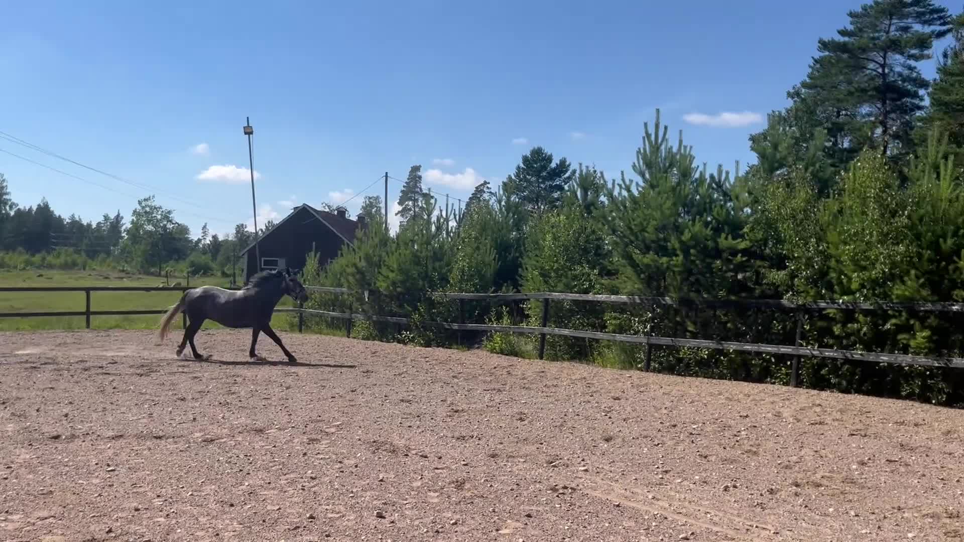 Allround hästar till salu: Välutvecklad connemara u vinnare hoppchamp - Video 1