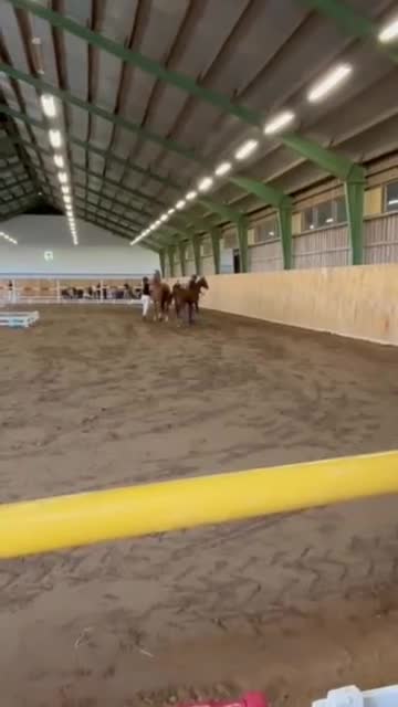 Dressyr hästar till salu: Premieföl - Video 1