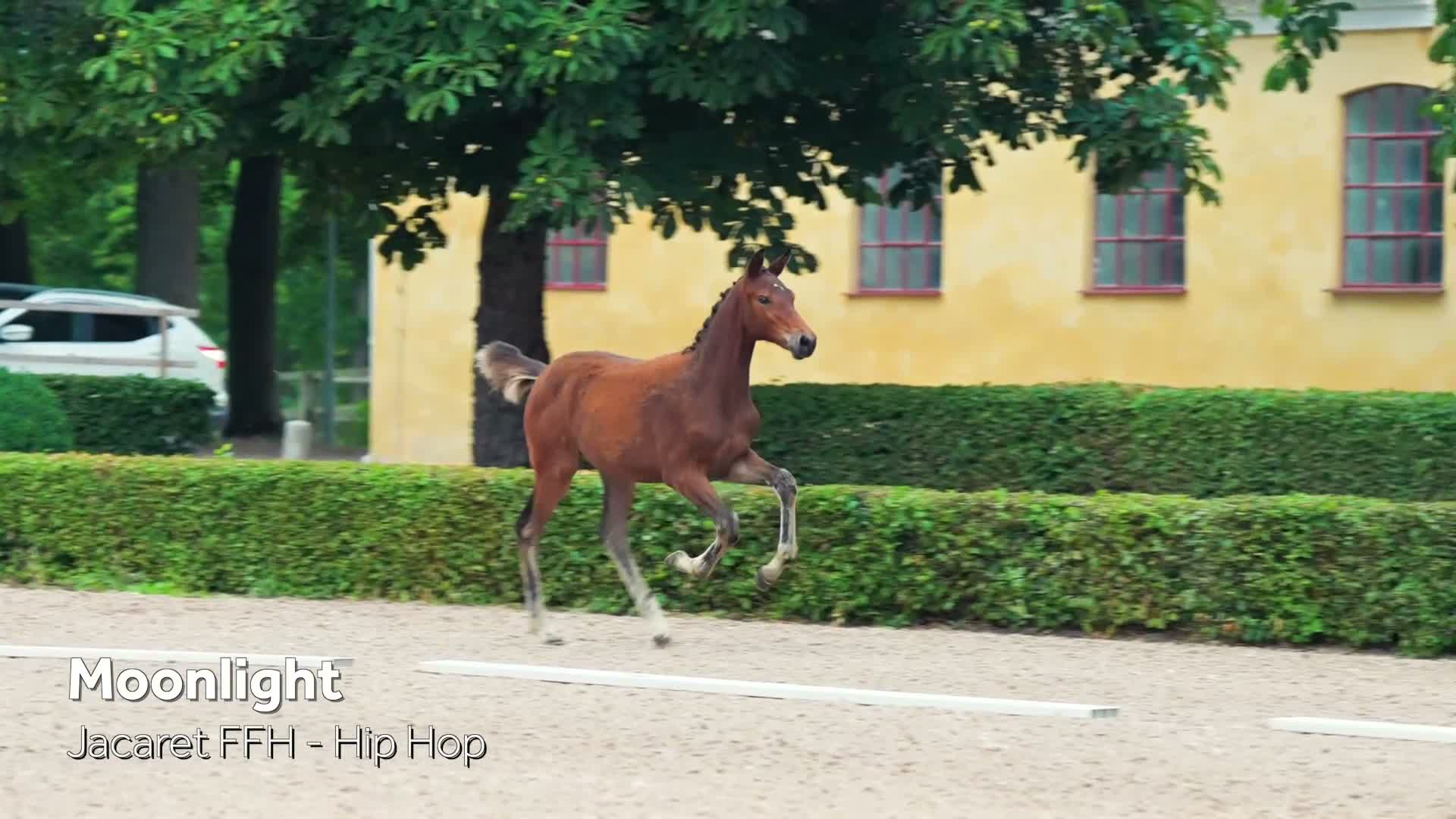 Hoppning hästar till salu: Tuff tjej  - Video 1