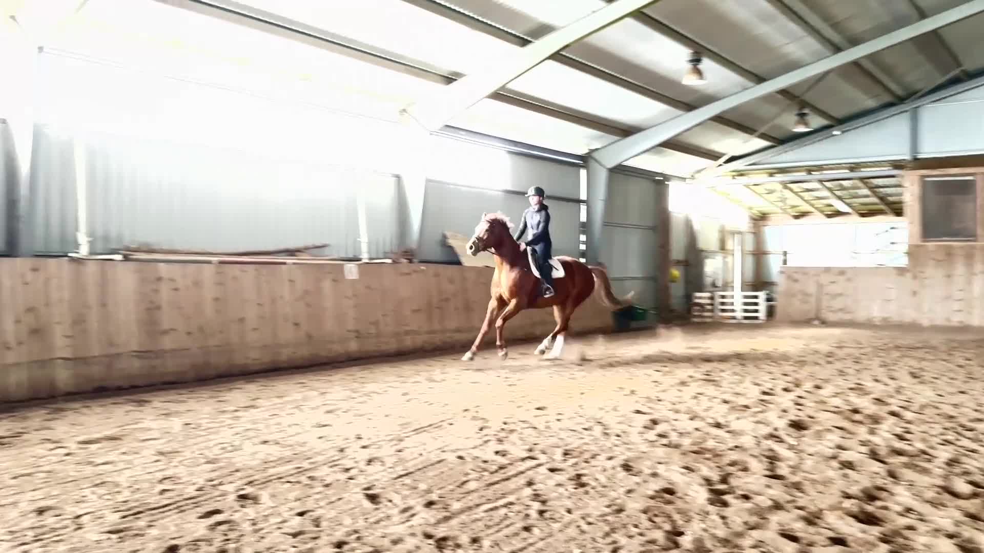 Allround hästar till salu: Fint sto söker nytt hem - Video 4
