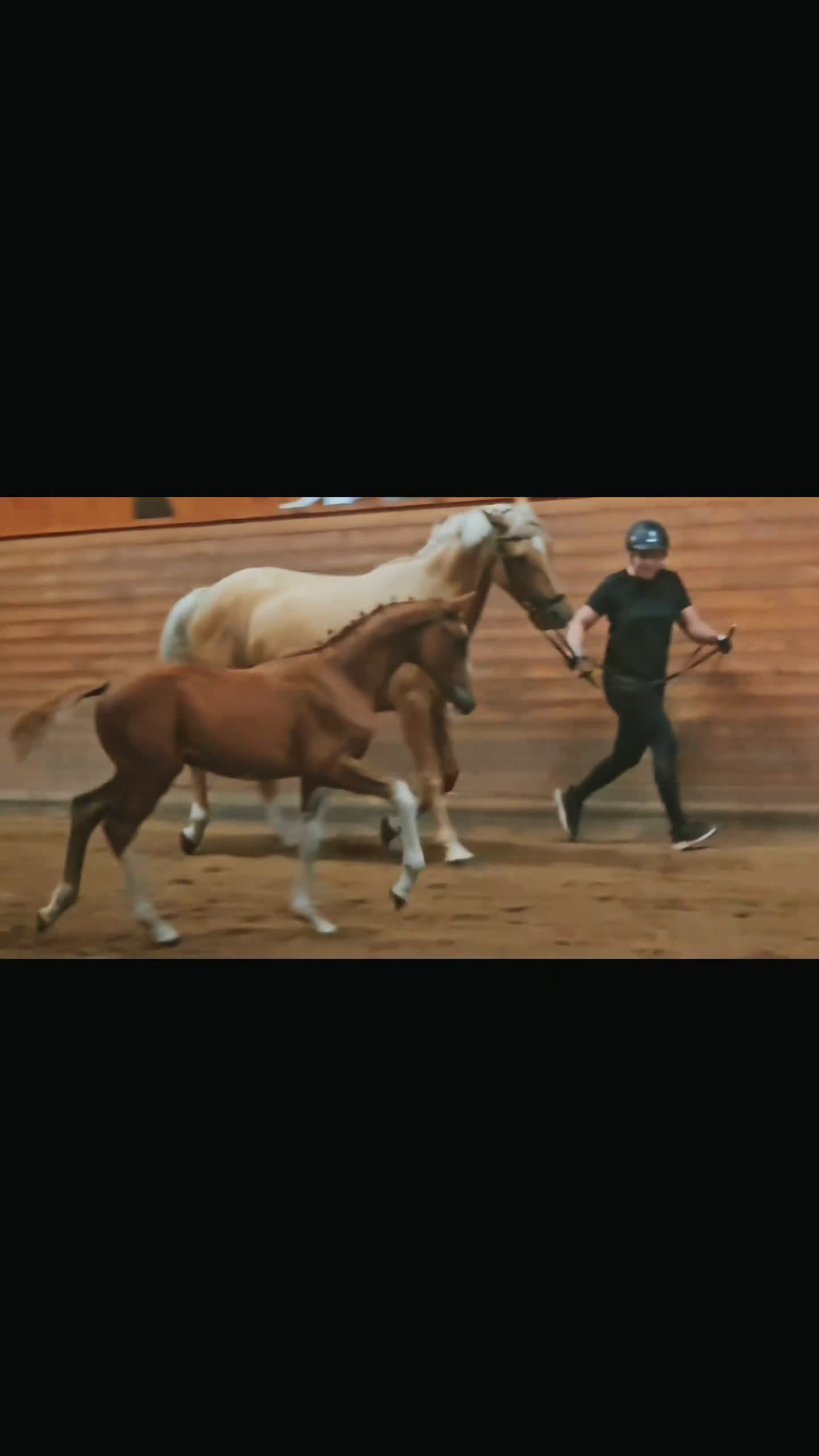 Hoppning hästar till salu: ☆☆☆Swbhingst med wowfaktor☆☆☆ i Backaryd - Video 1