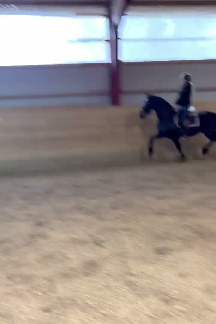 Allround hästar till salu: Elegant frieservalack med stor potential - Video 2