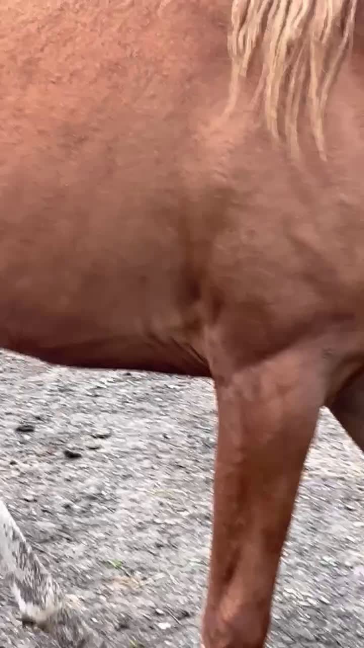 Allround hästar till salu: Arabvalack f 2023 i Södertälje - Video 1