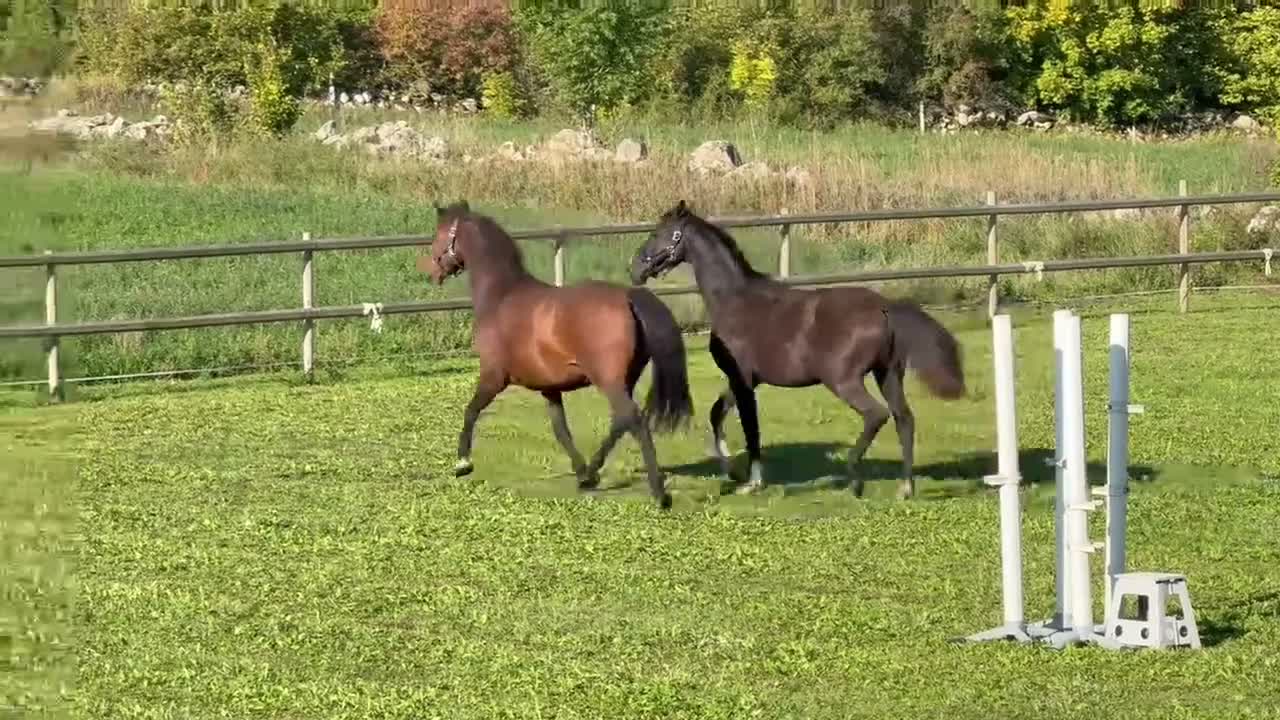Dressyr hästar till salu: Flott svart dressyrsto! - Video 2