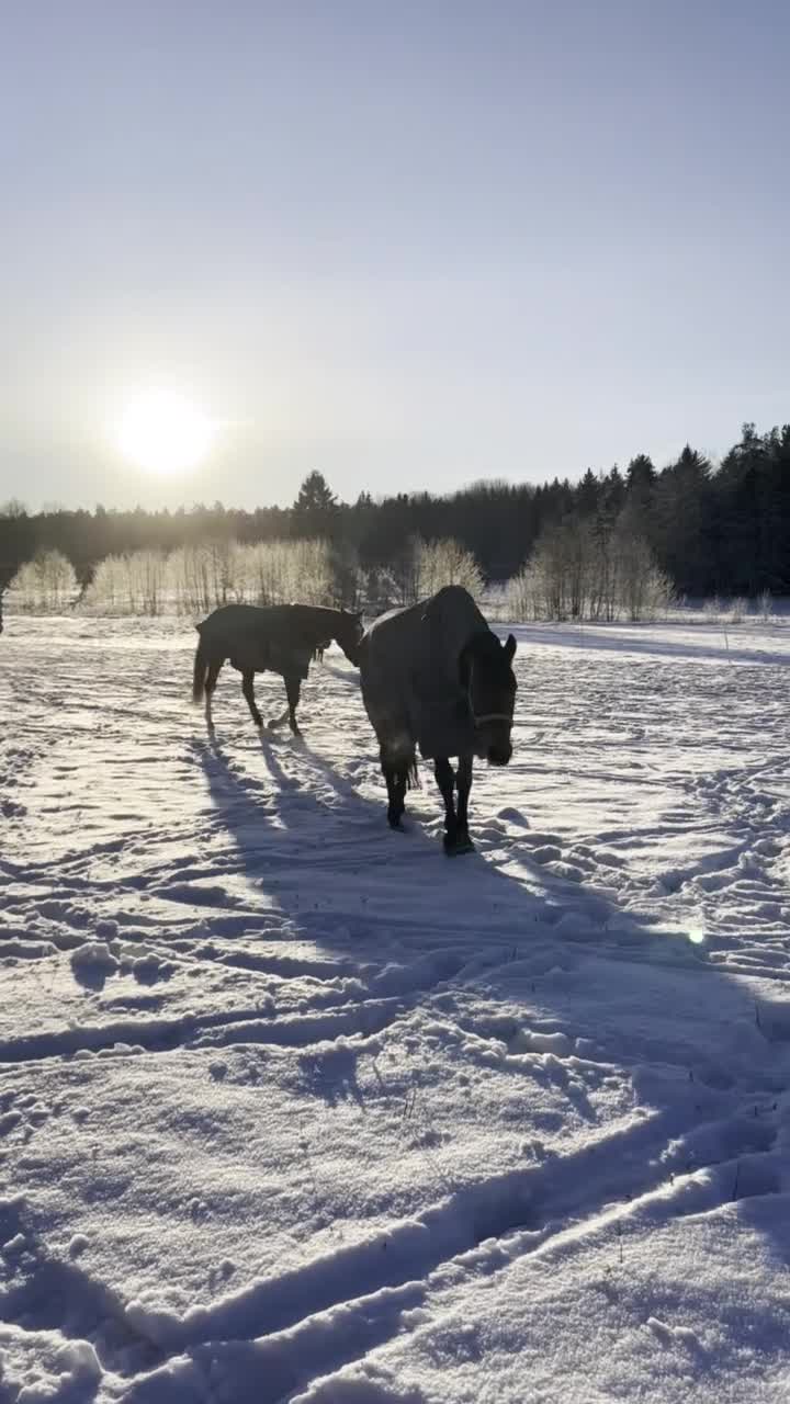  stallplats finnes: Ledig stallplats i trevligt stall m ridhus - Täby - Video 4
