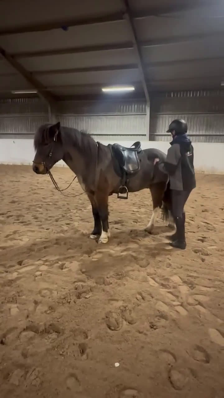 Island hästar till salu: Talang i Kalmar - Video 1