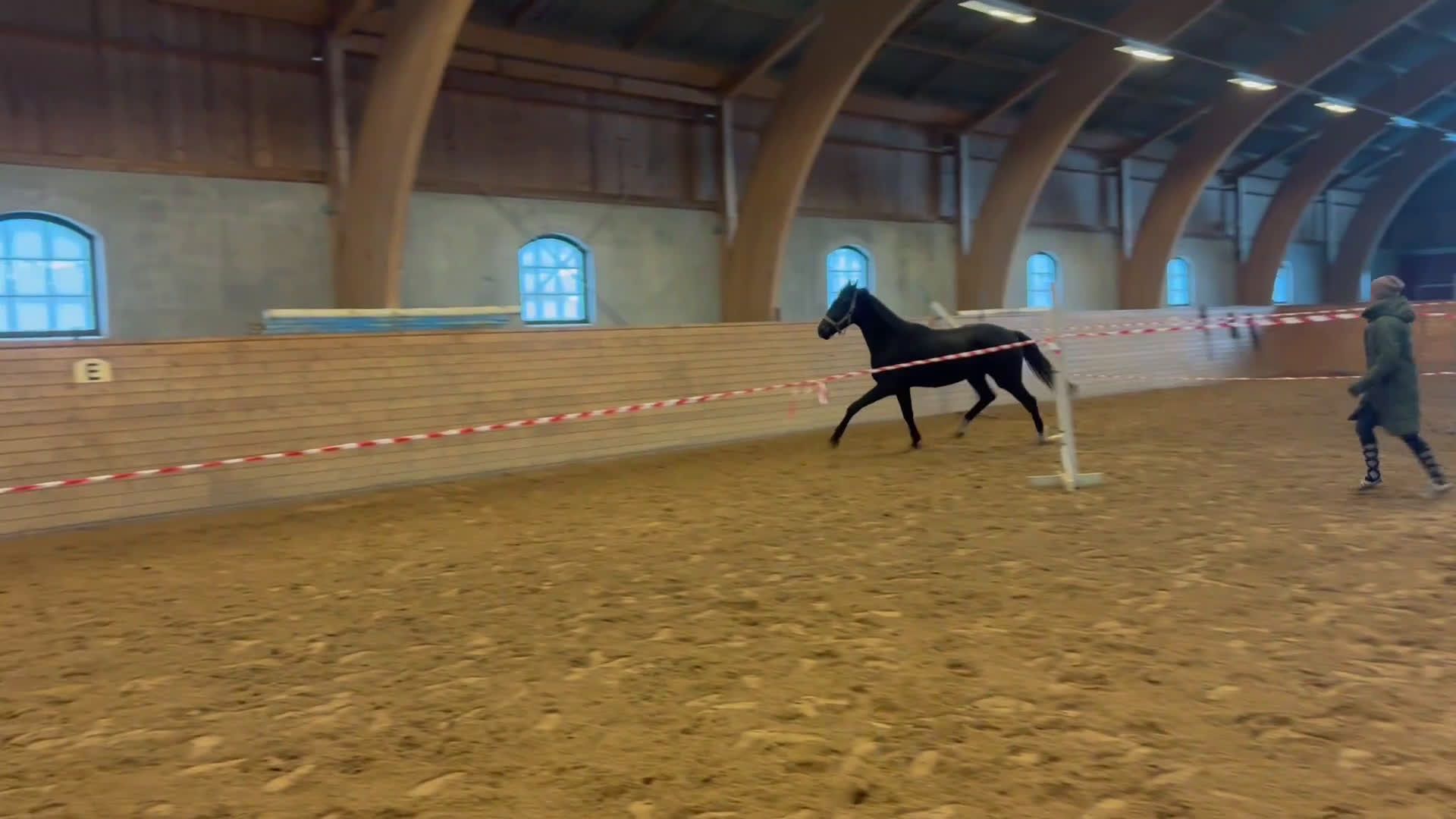 Dressyr hästar till salu: Flott 2åring med mycket kvalitet!  i Tjällmo - Video 1