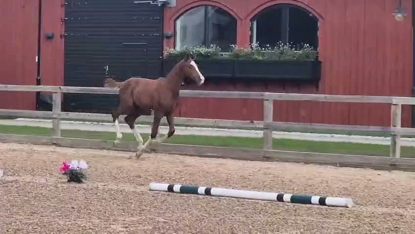 Dressyr hästar till salu: Färgglatt hingstföl, extremt trevlig! - Video 2