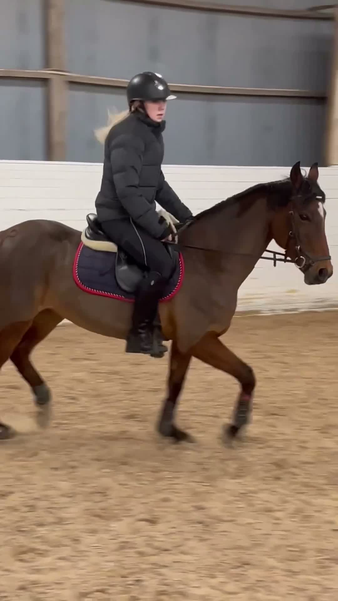 Allround hästar till salu: Läromästare - Video 2