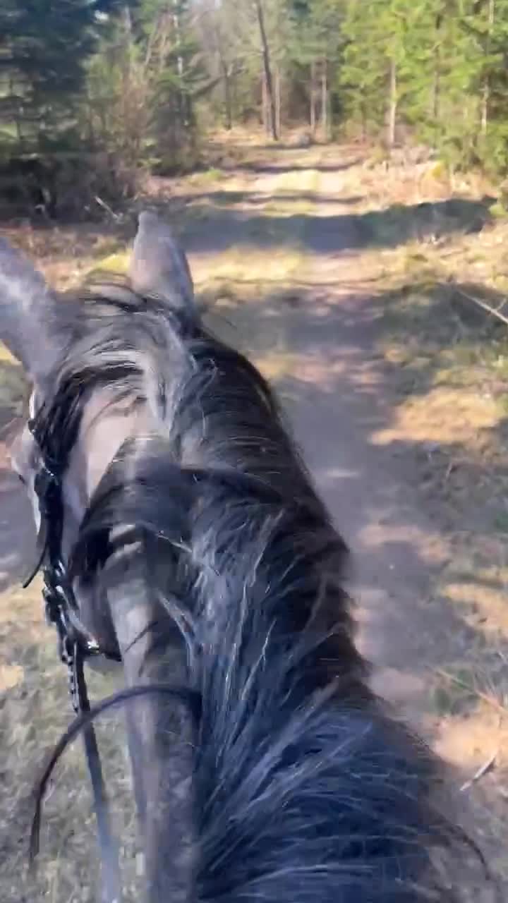 Allround hästar till salu: Förmånligt till rätt hem i Nybro - Video 2