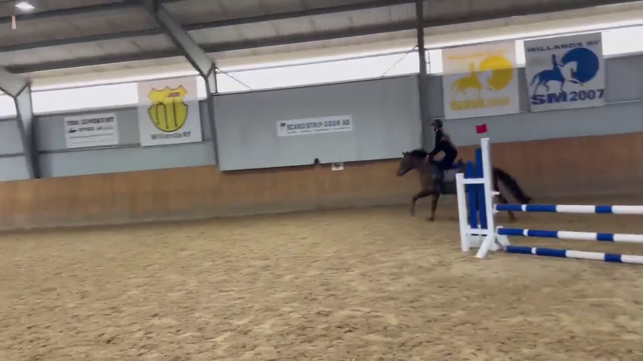 Hoppning hästar till salu: Fin hopp-ponny med unik stam - Video 1