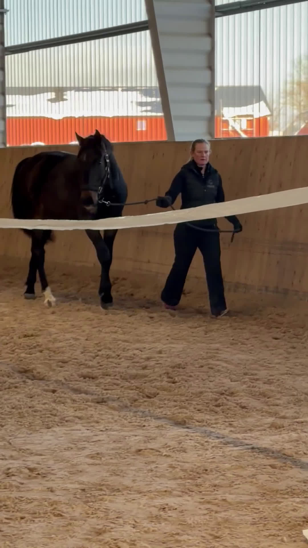 Dressyr hästar till salu: Mörk 2-årig dressyrvalack med fantastiska bakben! i Jonstorp - Video 1