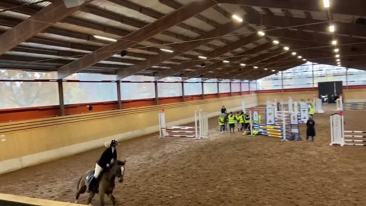 Hoppning hästar till salu: Focus om me - Video 1