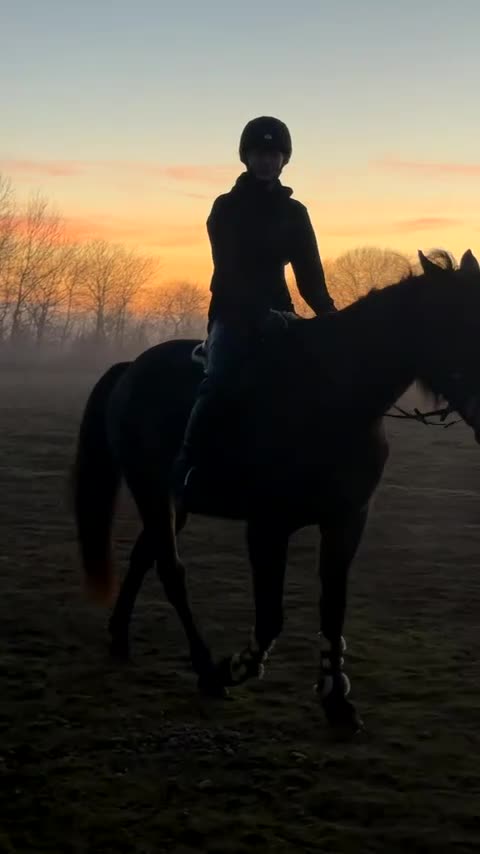 Allround hästar till salu: Sötnöt med hjärta av guld⭐️🥹 - Video 5