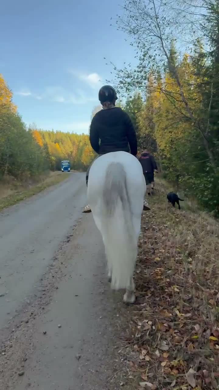 Allround hästar till salu: Ballyerk Dinny – Fantastisk C-ponny - Video 2