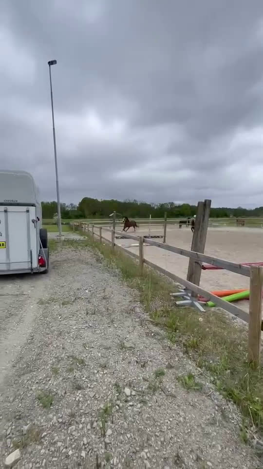 Övrigt hästar till salu: Ridtravare för sällskap eller hobbyridning i Ödsmål - Video 2