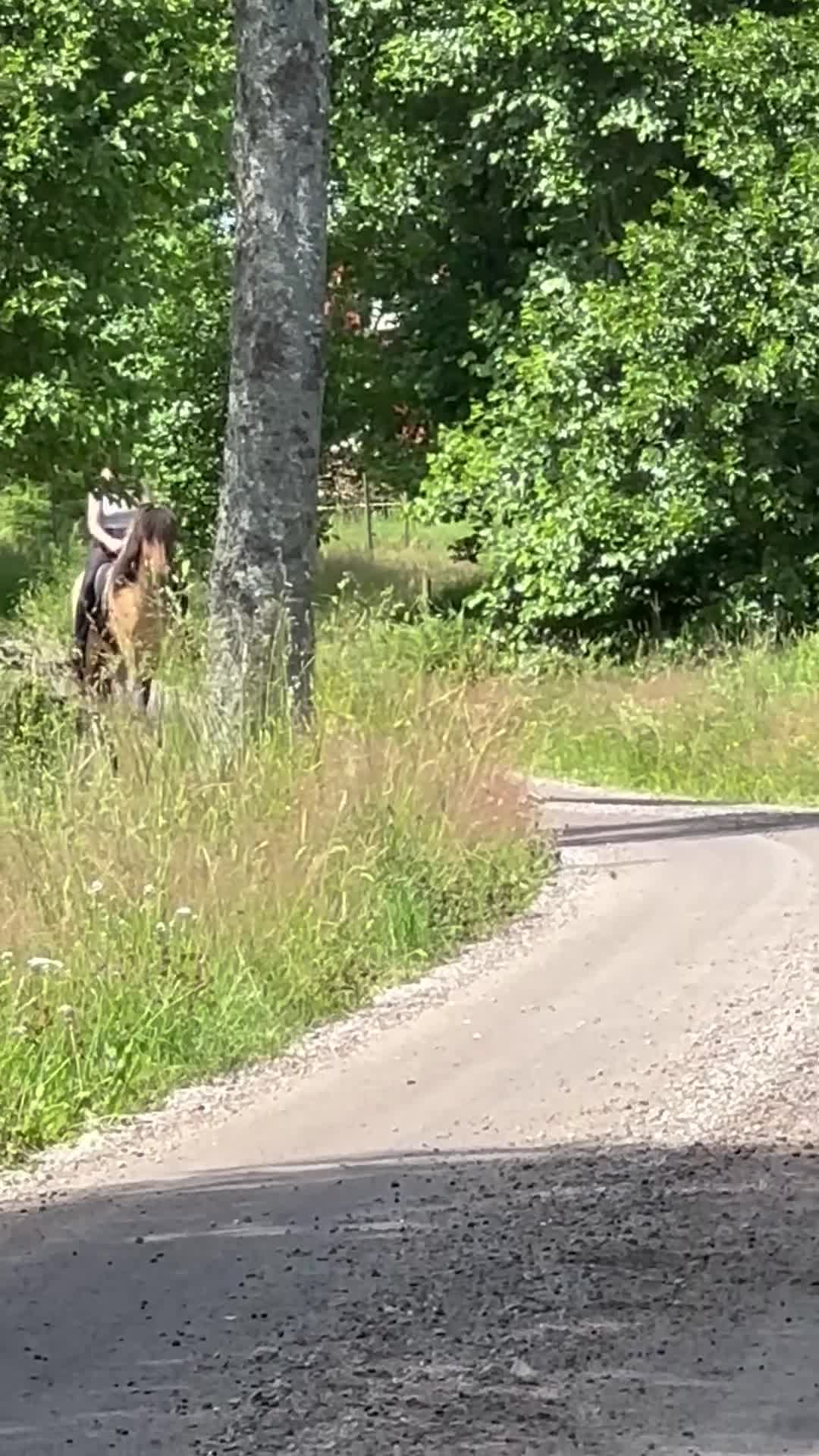 Island hästar till salu: En stjärna som letar efter sin ryttare 🌟 i Hamneda - Video 2