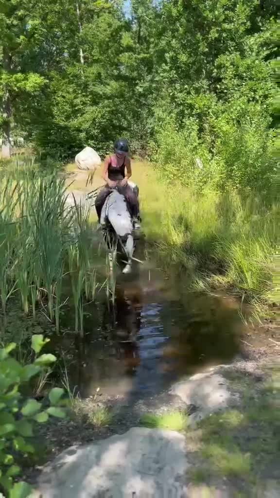 Allround hästar till salu: Oslipad Diamant  - Video 1