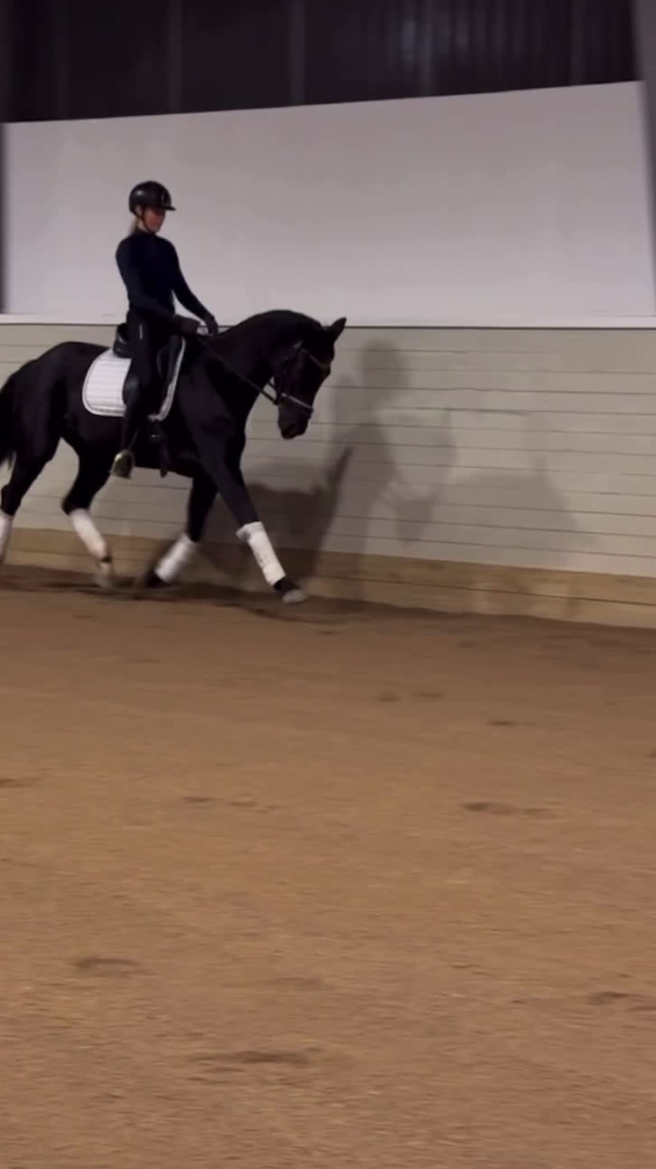 Dressyr hästar till salu: Sto med utstrålning - intressekoll i Storvik - Video 3