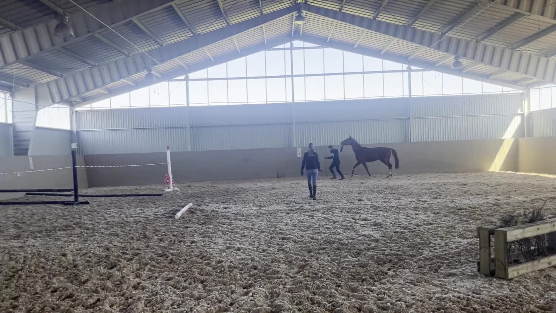 Hoppning hästar till salu: Vacker treåring med kapacitet  - Video 2