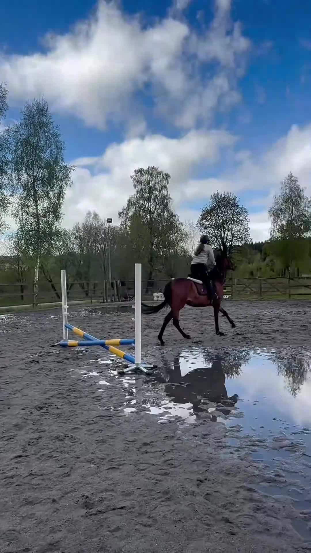 Allround hästar till salu: Lovande 4årig fullblodssto söker sitt framtida hem - Video 3