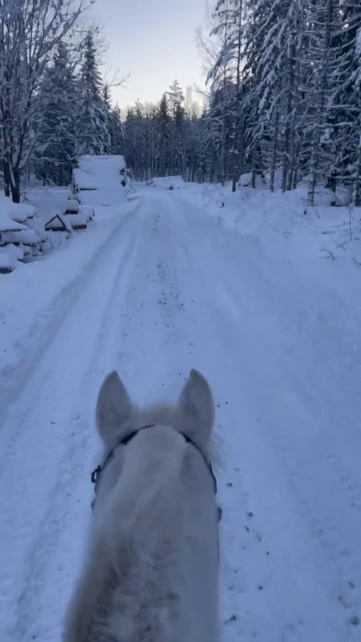 Allround hästar till salu: C-ponny till rätt hem  - Video 4