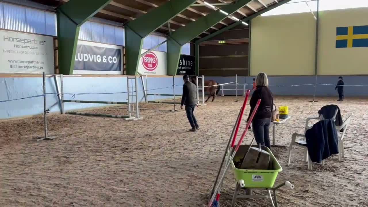 Hoppning hästar till salu: Okomplicerad treåring e Nebraska VDL i Kättilstorp - Video 3
