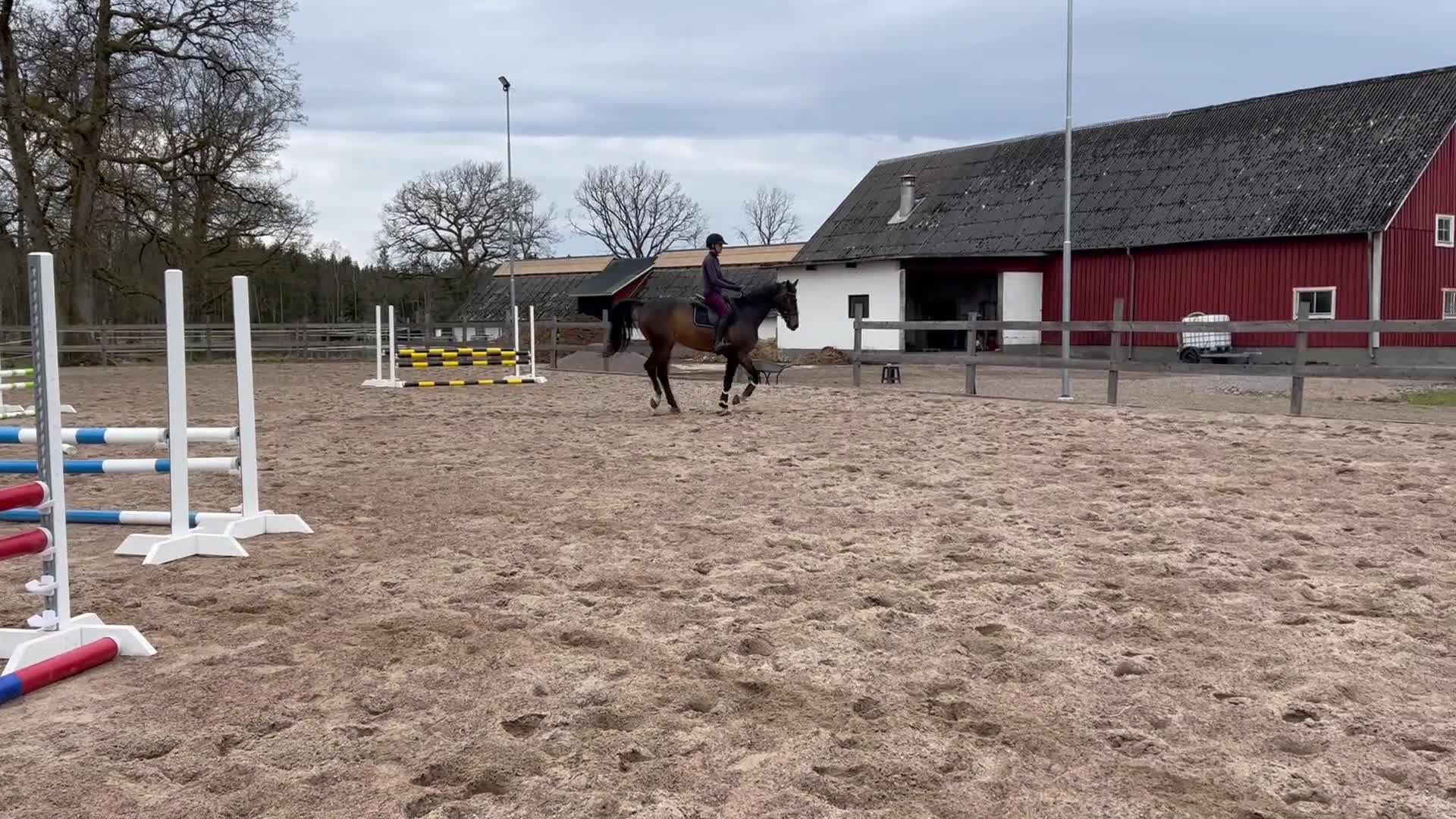 Hoppning hästar till salu: Fantastisk hopphäst✨ - Video 4