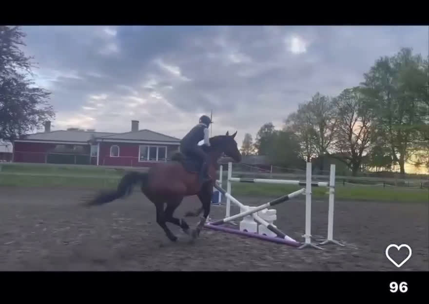 Allround hästar till salu: SWB valack med personlighet - Video 1