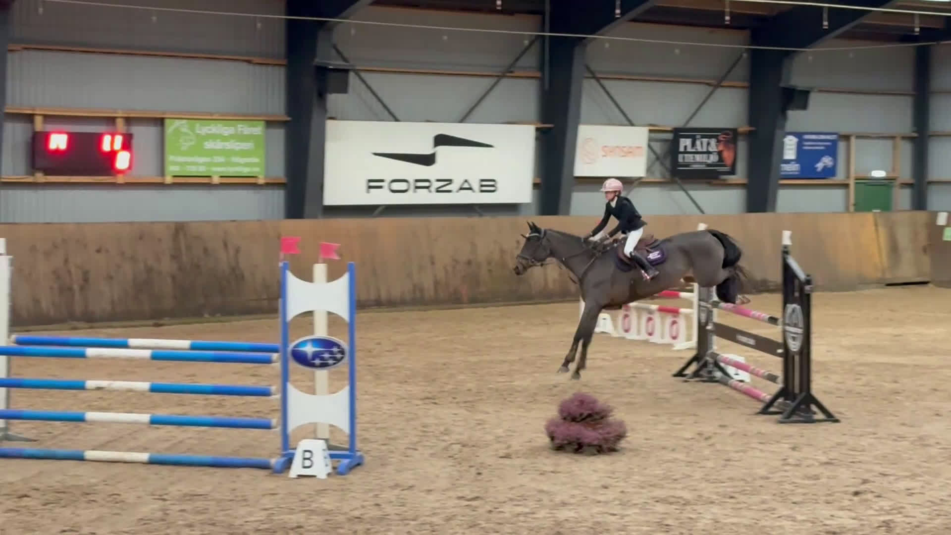 Hoppning hästar till salu: Rutinerad childrens häst  - Video 3